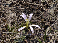 Colchicum bulbocodium versicolor