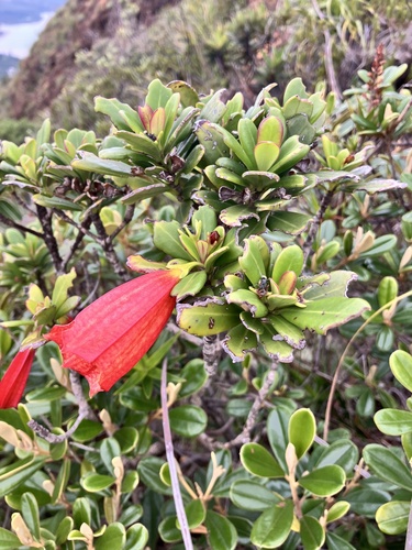 Thiollierea campanulata observed 2026-04-24