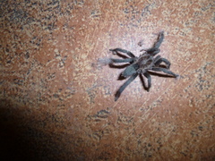 Catumiri argentinense