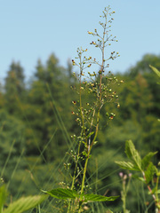 Scrophularia umbrosa