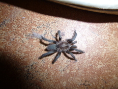 Catumiri argentinense