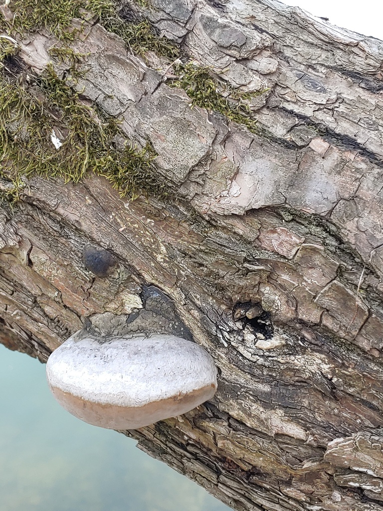 Phellinus igniarius · April 2026 · photo: © valeriidarmostuk (iNaturalist, cc-by)