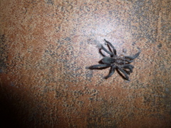 Catumiri argentinense