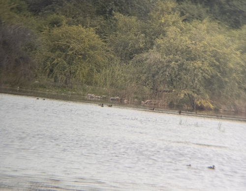Southern Pochard