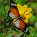 Pierre's Acraea - Photo (c) James Steamer, some rights reserved (CC BY-NC), uploaded by James Steamer