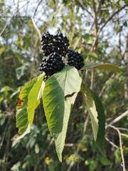 Callicarpa acuminata