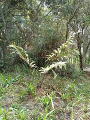 Cyathea horrida