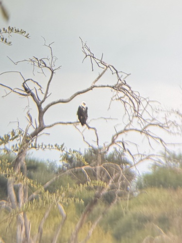 African Fish-Eagle