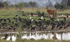 Alcelaphus buselaphus lelwel