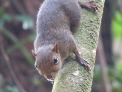 Microsciurus alfari
