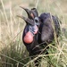 Abyssinian Ground-Hornbill - Photo (c) congonaturalist, some rights reserved (CC BY-NC), uploaded by congonaturalist