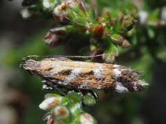Aristotelia ericinella