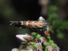Aristotelia ericinella
