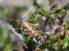 Aristotelia ericinella