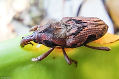 Metamasius elegantulus