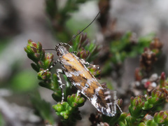Aristotelia ericinella