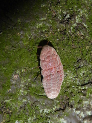 Coelostomidia zealandica