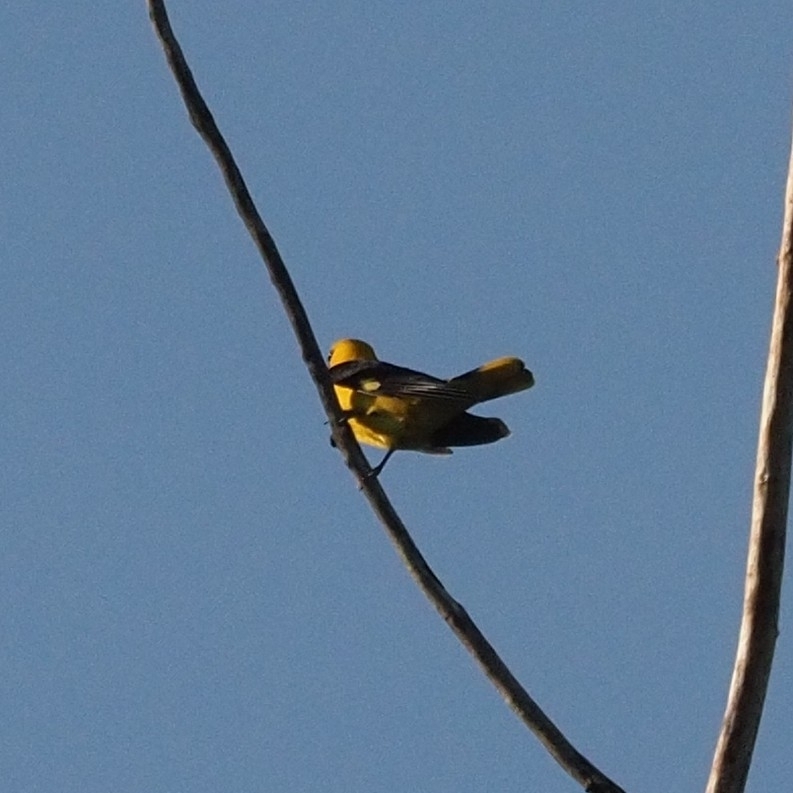 Eurasian Golden Oriole (Oriolus oriolus), photo 4