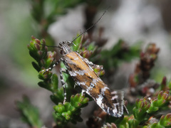 Aristotelia ericinella