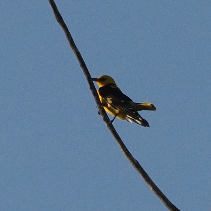 Eurasian Golden Oriole (Oriolus oriolus), photo 5