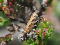 Aristotelia ericinella