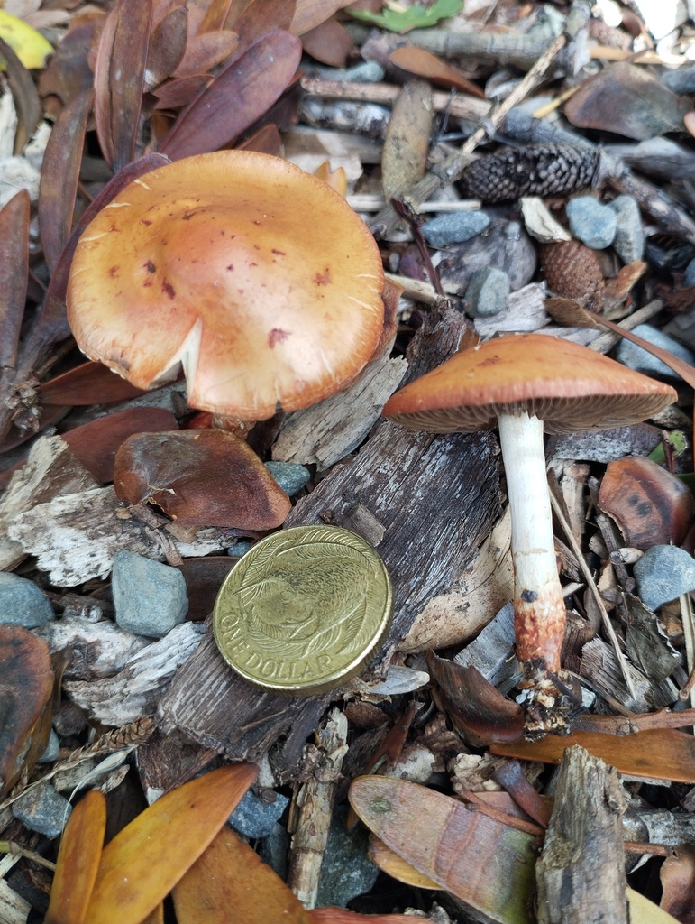 Leratiomyces ceres · April 2026 · photo: © geoffr (iNaturalist, cc0)