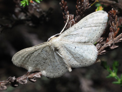 Idaea sylvestraria