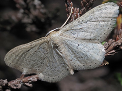 Idaea sylvestraria