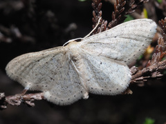 Idaea sylvestraria