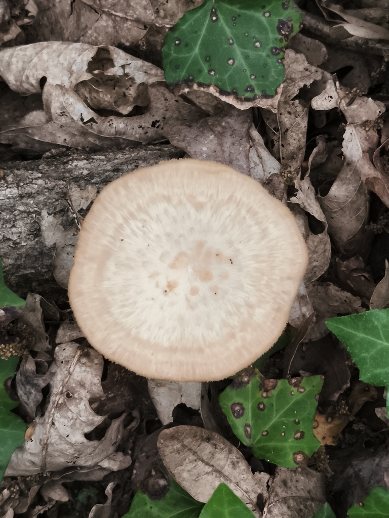 Polyporus tuberaster