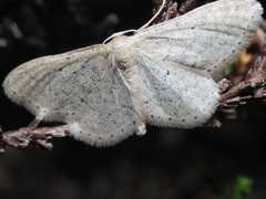 Idaea sylvestraria