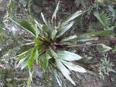 Cordyline manners-suttoniae