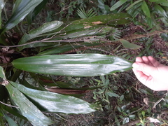 Cordyline manners-suttoniae