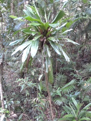 Cordyline manners-suttoniae