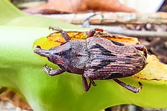 Metamasius elegantulus