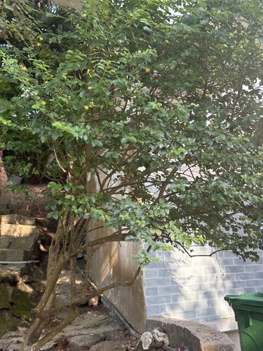 Diospyros vaccinioides observed 2026-04-26