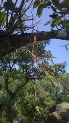 Dendrobium herbaceum