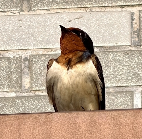 Barn Swallow