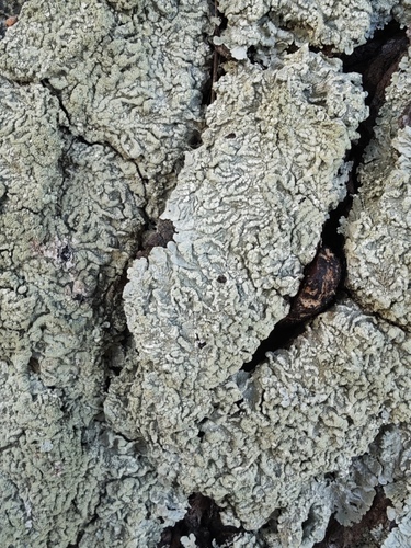 Shadow Greenshield Lichen (Flavoparmelia soredians)