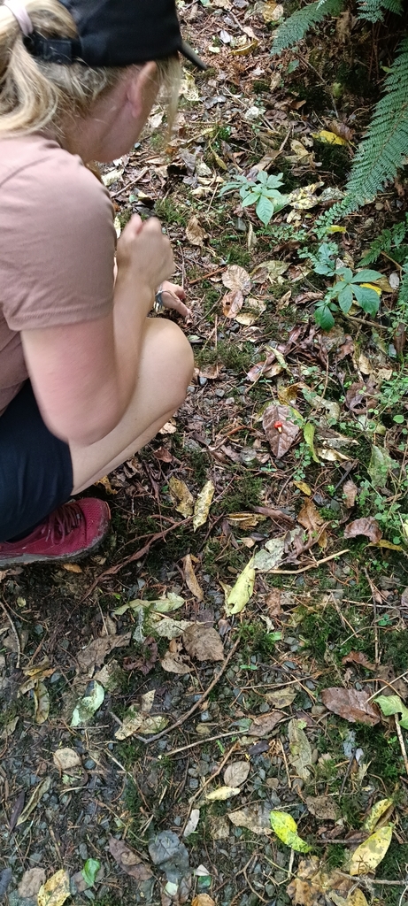 Leratiomyces erythrocephalus · April 2026 · photo: © felixcollins (iNaturalist, cc0)