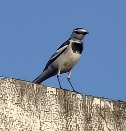 White Wagtail