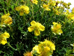 Potentilla biflora