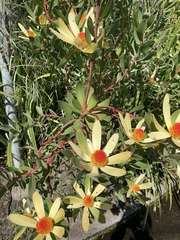Leucadendron discolor × gandogeri