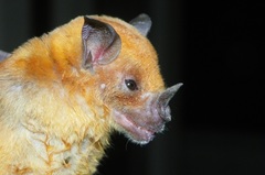 Phyllostomus discolor