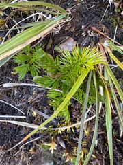 Aciphylla dissecta, photograph (c) Richard Littauer, some rights reserved (CC BY)
