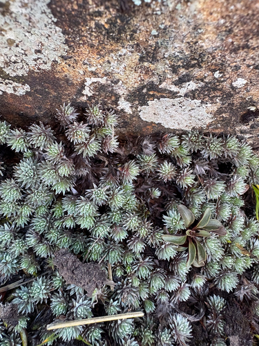 Raoulia grandiflora, photograph 3