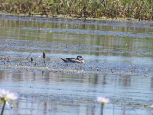 Green Pygmy Goose (Nettapus pulchellus)