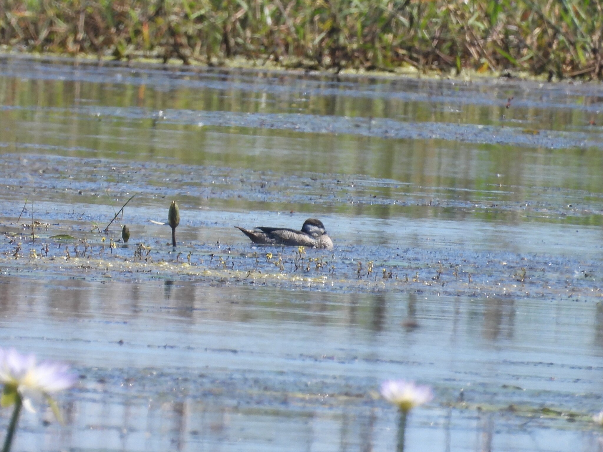 Green Pygmy Goose (Nettapus pulchellus), photo 1