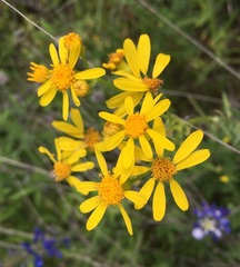 Senecio ampullaceus