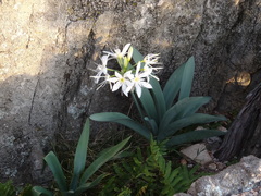 Pancratium illyricum